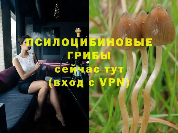 прущие грибы Абинск